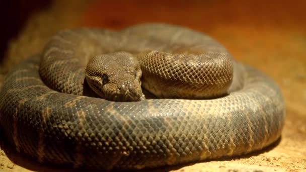 Close Shot Curled Rattlesnake — Stock Video