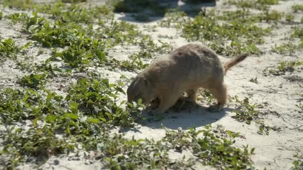 Close Wild Schot Prairie Hond Vuil Slow Motion — Stockvideo