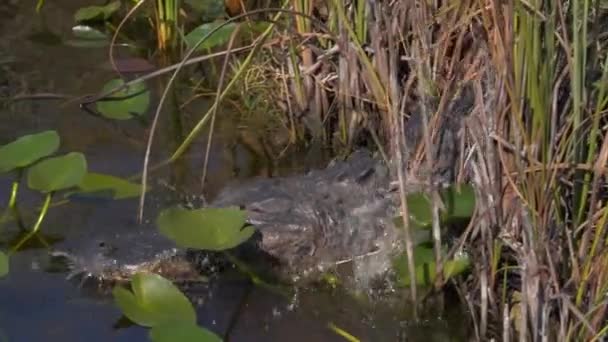 Zbliżyć Aligator Poruszając Się Przez Everglades Zwolniony Ruch — Wideo stockowe