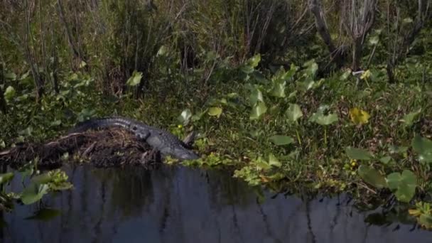 Close Alligator Slapen Everglades Moeras — Stockvideo