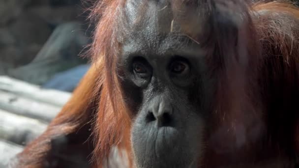 Fechar Rosto Olhos Orangotango Zoológico — Vídeo de Stock