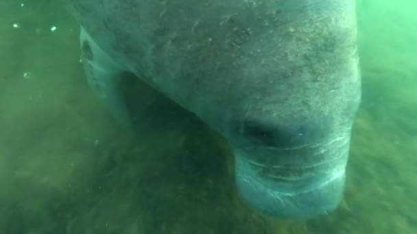 Close Florida Manatee Subwater Slow Motion — стоковое видео