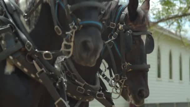 马牵拉的马车靠拢 — 图库视频影像