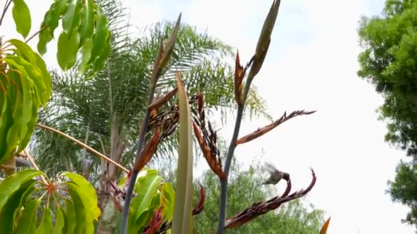 Nahaufnahme Von Kolibris Bei Palmen Und Blumen — Stockvideo