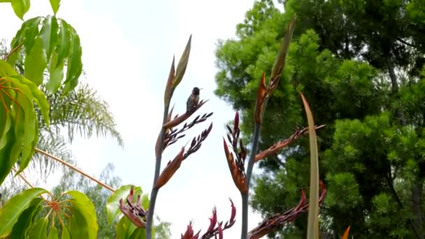 Closeup Hummingbirds Palm Trees Flowers — Stock Video