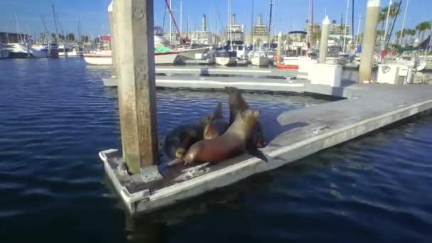 Primer Plano Leones Marinos Acurrucados Final Muelle — Vídeos de Stock