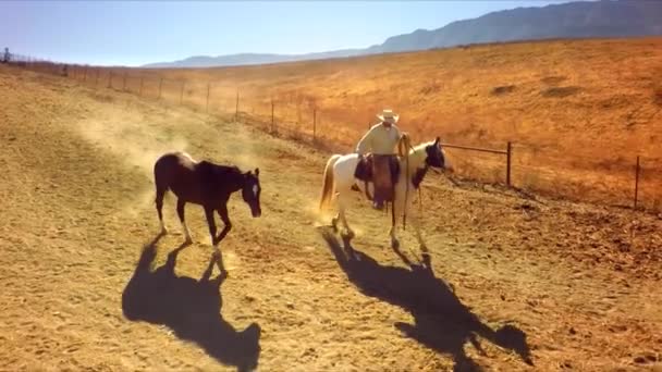 Καουμπόη Άλογο Ταξιδεύει Χωματόδρομο Lassoed Άλογο Από Εναέρια Drone — Αρχείο Βίντεο