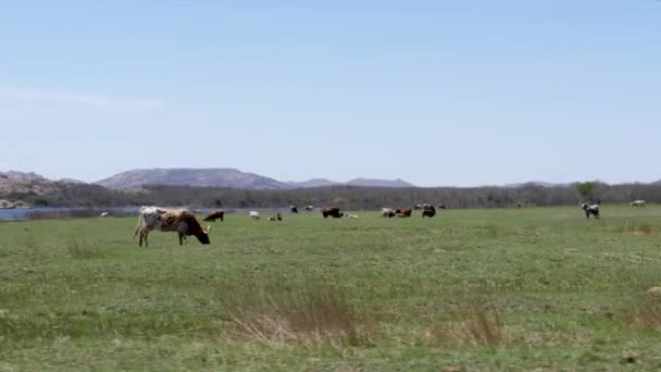 Коровы Пасутся Поле Горами — стоковое видео