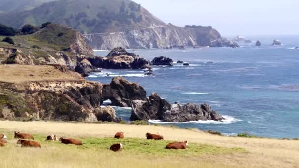 空中ドローンで海岸線の前にいる牛は — ストック動画