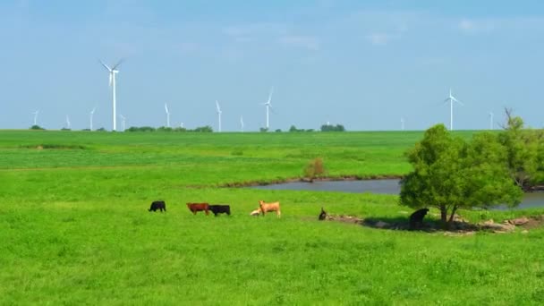 Krávy Venkově Větrný Mlýn Farma Letecký Dron Středozápad — Stock video