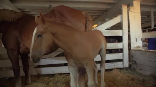 Bonito Jovem Cavalo Com Mãe Celeiro Madeira — Vídeo de Stock