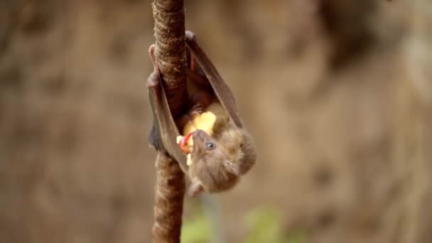 Cut Fruit Bat Eating Upside Close — Stock Video