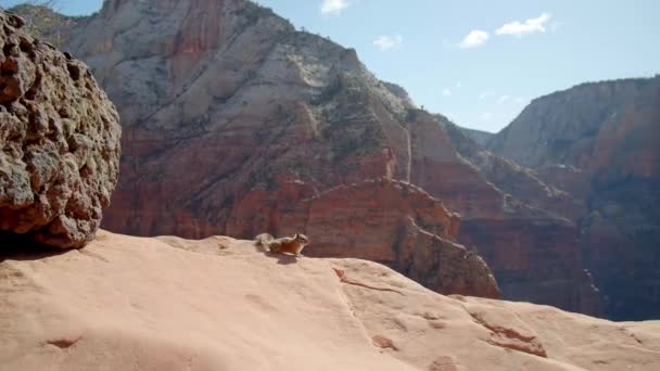 Wüste Streifenhörnchen Auf Canyon Felsen Boden Eichhörnchen Wüste Wildtiere — Stockvideo