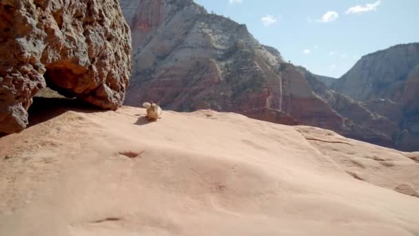 Kanyon Kayalıklarında Çöl Sincabı Yer Sincabı Çölü Yaban Hayatı — Stok video
