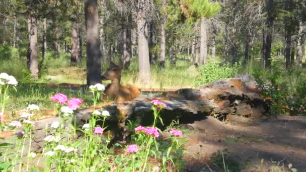 Cerfs Dans Une Forêt Verte Côté Des Fleurs — Video