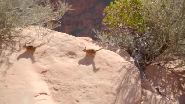 Woestijn Eekhoorns Canyon Rotsen Gemalen Eekhoorns Woestijn Wilde Dieren — Stockvideo