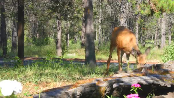 Cervo Una Foresta Verde Accanto Fiori — Video Stock