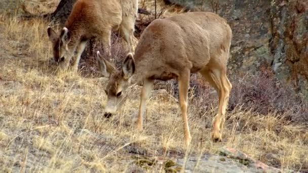 Hert Staat Het Bos Slow Motion Schot — Stockvideo