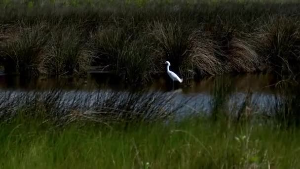 Aigrette Sur Une Rivière Pistage Shot — Video