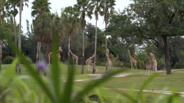 Žirafy Jíst Zebry Volně Žijících Živočichů Zoo Zpomalení — Stock video