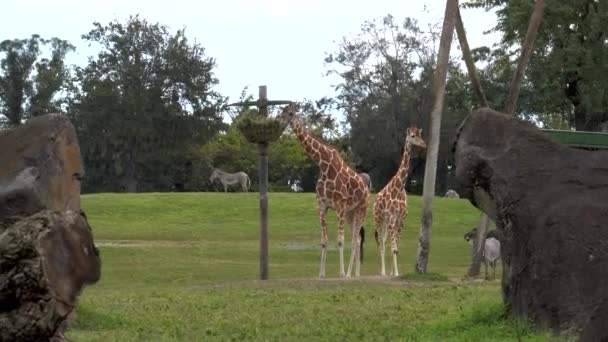 Жирафы Едят Зебр Дикой Природы Зоопарке Замедленной Съемки — стоковое видео