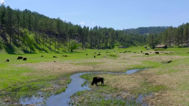 Herd Buffalo Bison Green Grassy Plains Field Aerial Drone — Stock Video