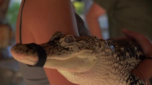 Hålla Söt Baby Alligator Närbild Slow Motion — Stockvideo