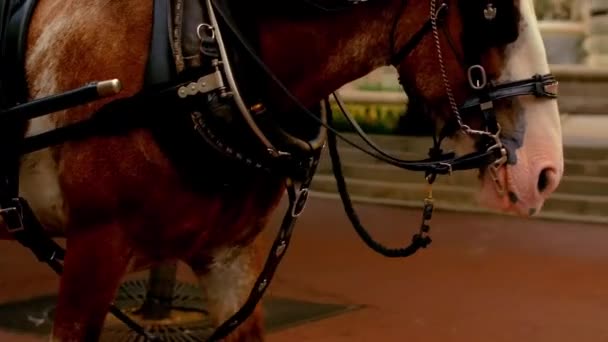 Horse Leads Carriage Close — Stock Video