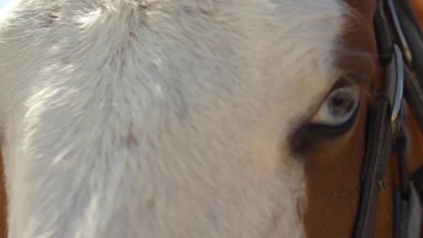 Chevaux Yeux Visage Fermés — Video