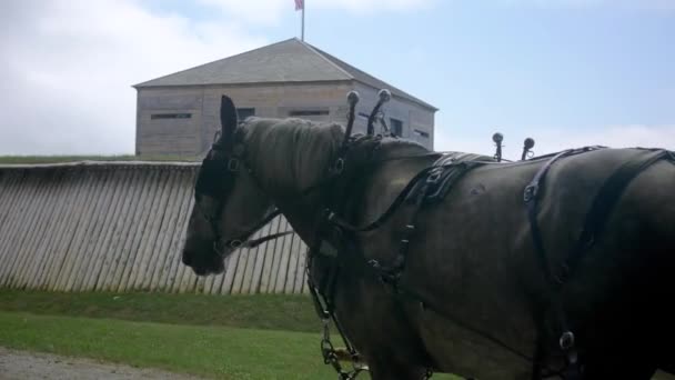 Paarden Trekken Rijtuig Langs Oud Houten Huis — Stockvideo