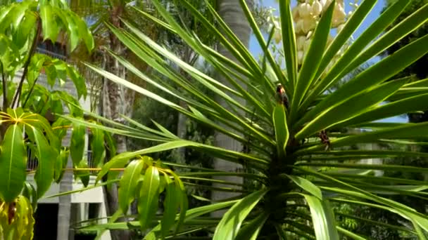 kolibříci detailní up v tropických stromech