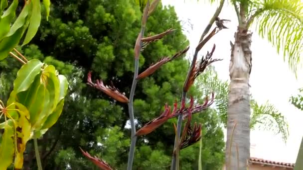 Kolibri Ernährt Sich Von Palmen Unter Blauem Himmel — Stockvideo