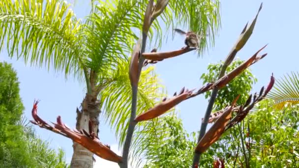 Hummingbird Feeding Palm Trees Blue Sky — Stock Video