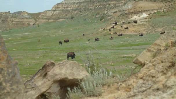 Grote Kudde Buffelbizons Een Ravijnlandschap — Stockvideo