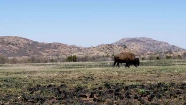 Eenzame Buffels Grazen Oklahoma Platteland — Stockvideo