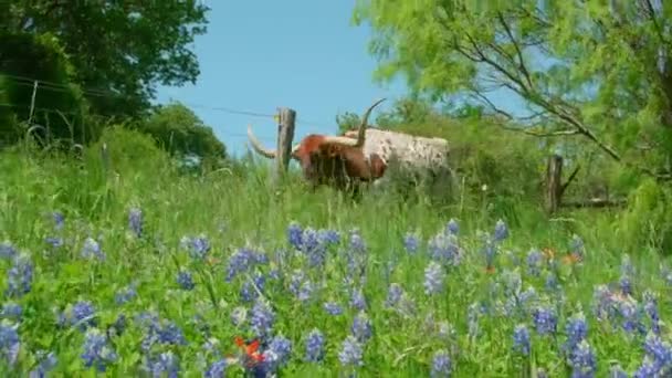 Longhorn Byk Przechodzi Obok Ogrodzenia Kwiaty Bluebonnet — Wideo stockowe