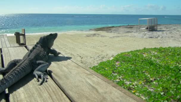 Iguana Sulla Darsena Tropicale — Video Stock