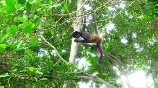 Monkeys Swinging Trees Tracking Shot — Stock Video