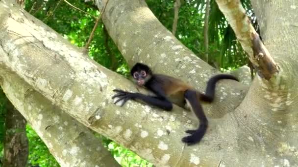 Opice Houpající Stromech Sledování Výstřel — Stock video