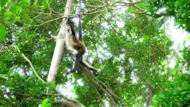 Macacos Balançando Árvores Rastreamento Tiro — Vídeo de Stock