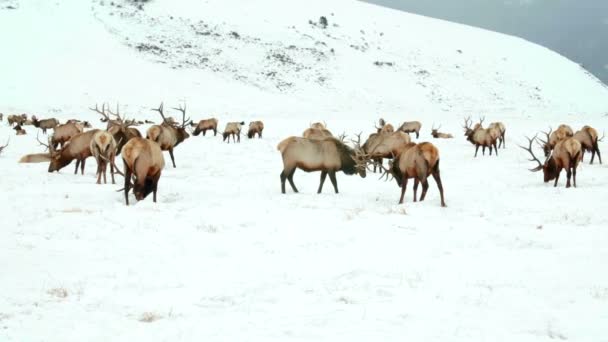 Älgen Betar Snön Vid Ett Berg — Stockvideo