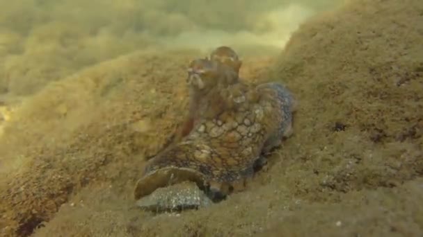 藏匿在沙地中的章鱼电影水下4K镜头 — 图库视频影像