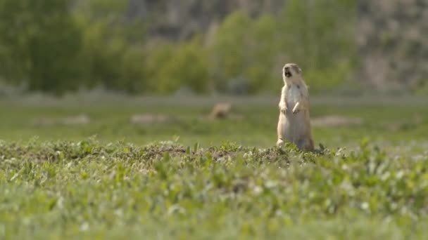Prairie Dog Alert Others Wildlife Slow Motion — Stock Video