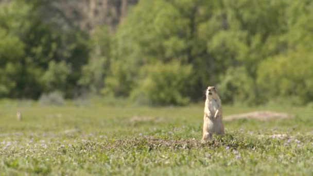 Pradaria Cão Alerta Para Outros Animais Selvagens Câmera Lenta — Vídeo de Stock
