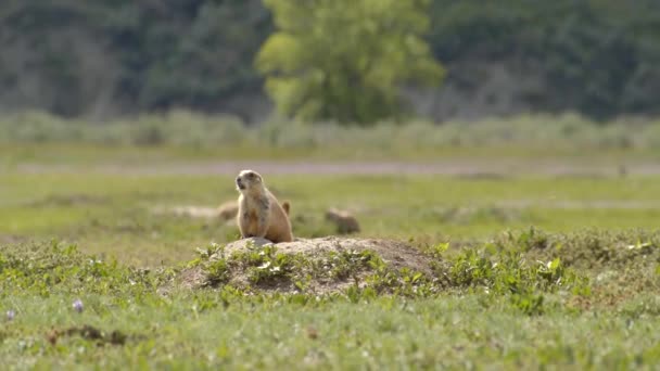 Prairie Hond Waarschuwt Anderen Slow Motion — Stockvideo