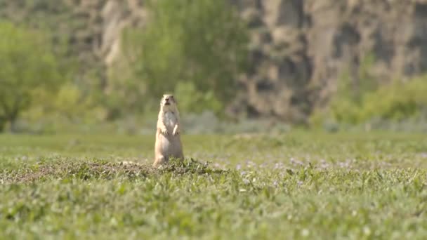 Perro Pradera Alertando Otros Cámara Lenta — Vídeo de stock