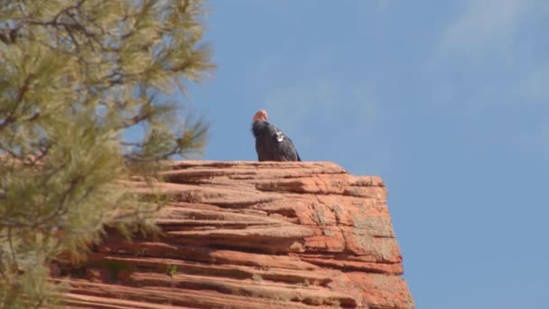 Rare California Condor Nesting Canyon Close — Stock Video