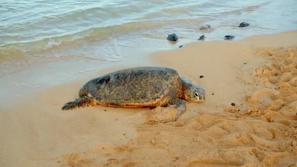 Zeeschildpad Prachtig Tropisch Strand Bij Zonsondergang Stock Footage — Stockvideo