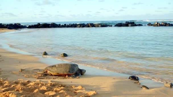 在美丽的热带海滩上的海龟在落日4K鱼群镜头下 — 图库视频影像