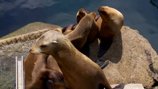 水边的海狮跟踪镜头 — 图库视频影像